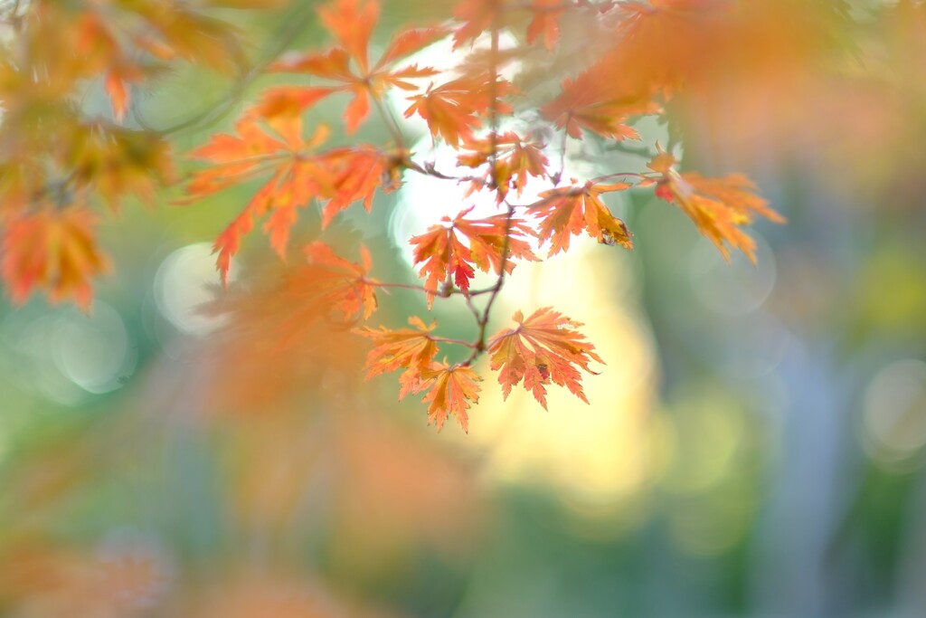 神代植物公園の秋5～楓