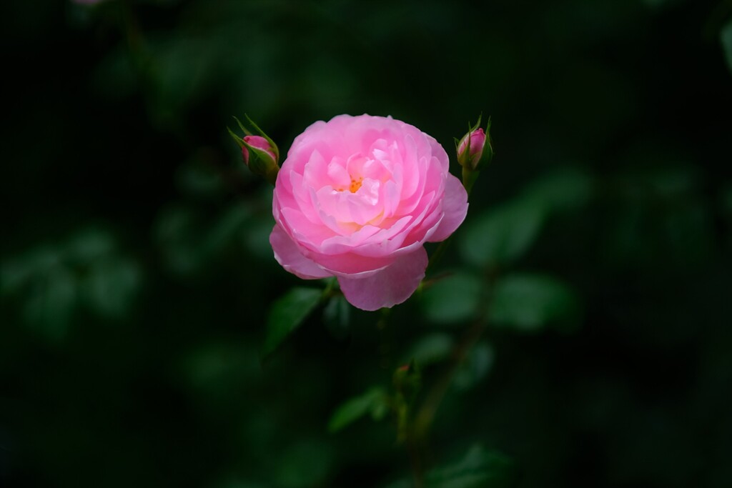 pink rose