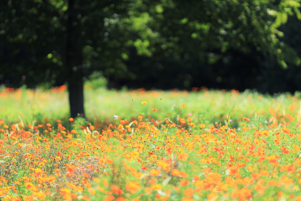 キバナコスモス～昭和記念公園