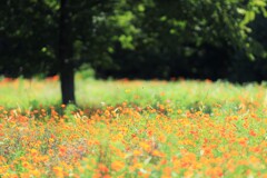キバナコスモス~昭和記念公園 キバナコスモス~昭和記念公園
