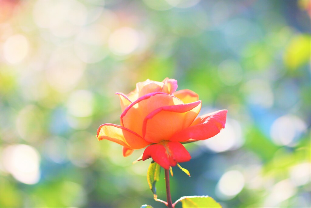 rose tangerine