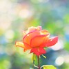 rose tangerine