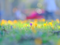 クロッカス～昭和記念公園