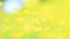 レモンブライト～昭和記念公園3-3