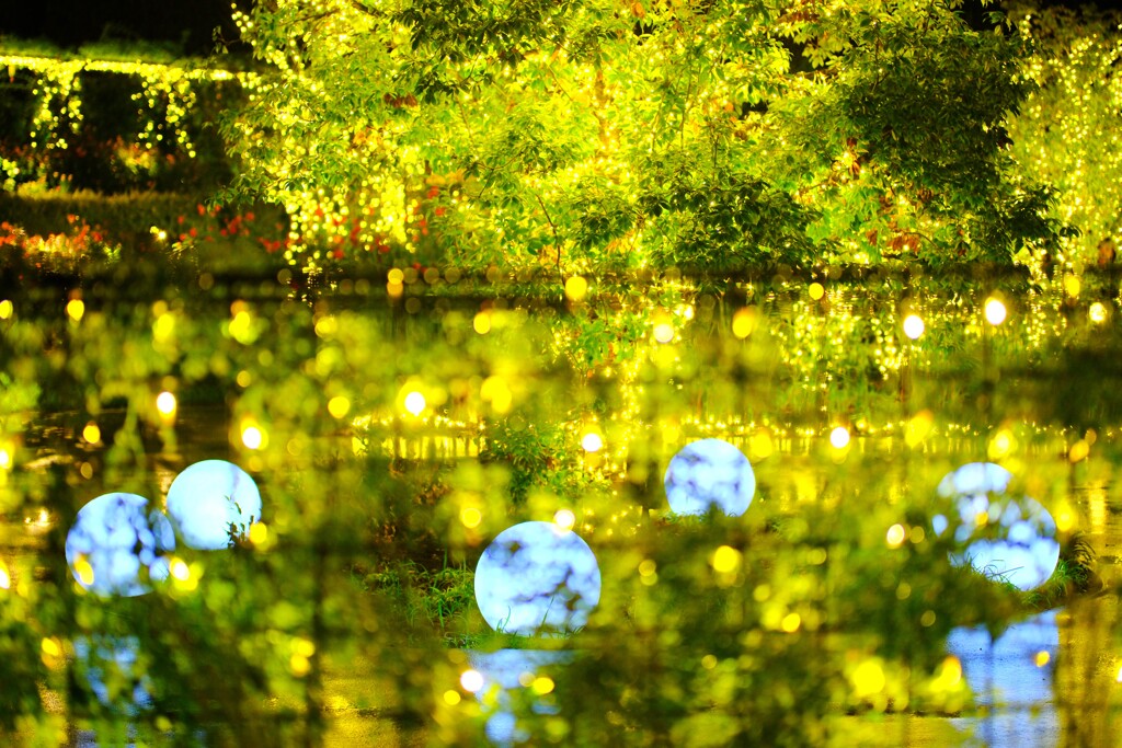 Moonlight Rose Garden～茨木フラワーパ6