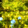 Moonlight Rose Garden～茨木フラワーパ6