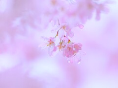雨枝垂れ桜2