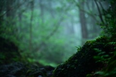 富士樹海2