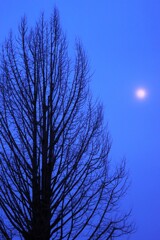 moon tree