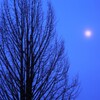 moon tree