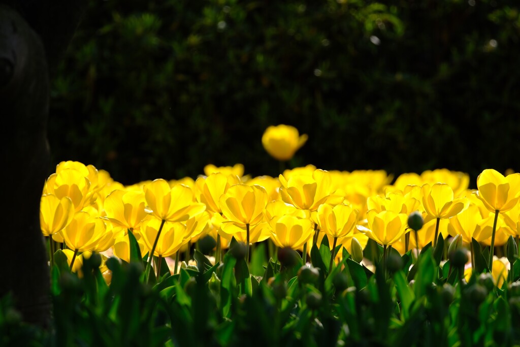 チューリプ～昭和記念公園2