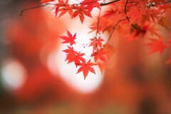 momiji ～神代植物公園