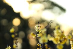 昭和記念公園の冬～蝋梅1