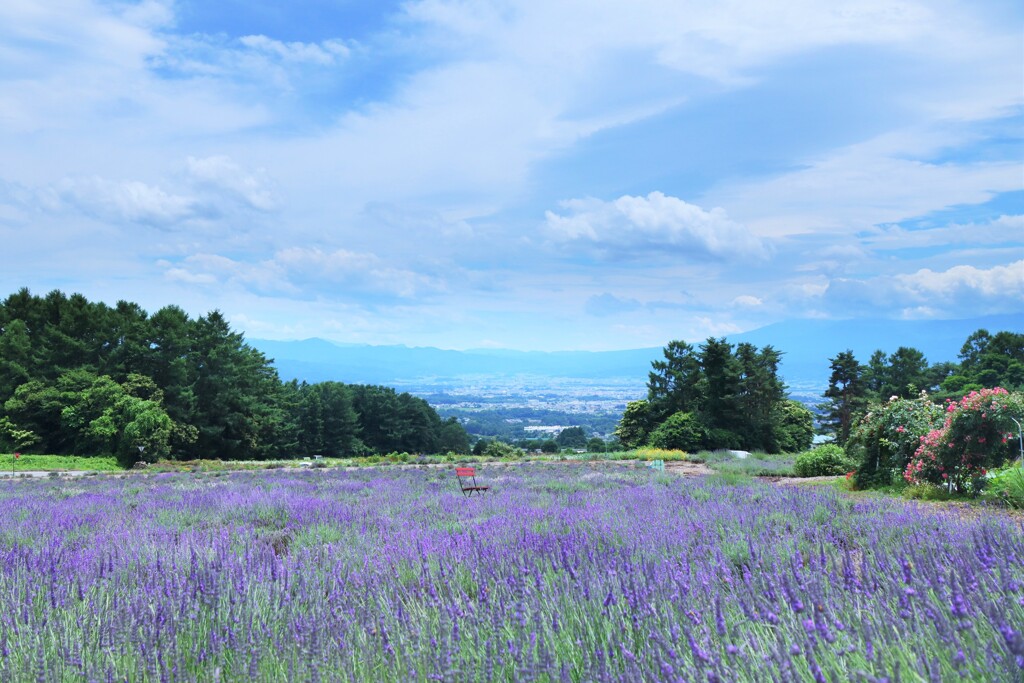 lavender chair