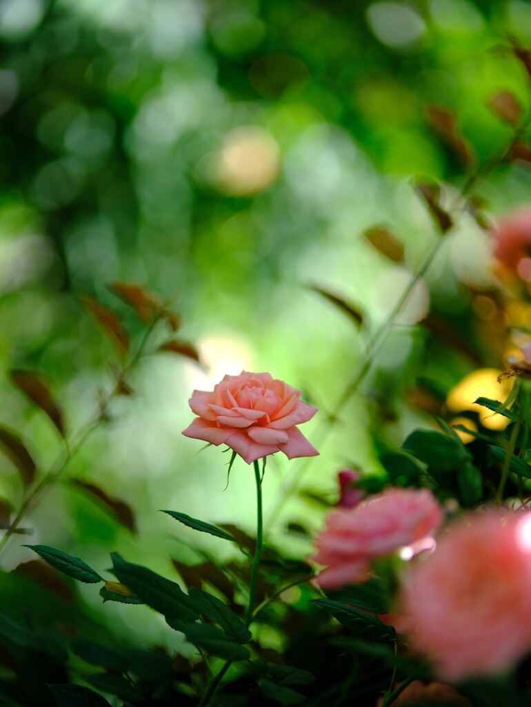ピンク薔薇～横浜EG8