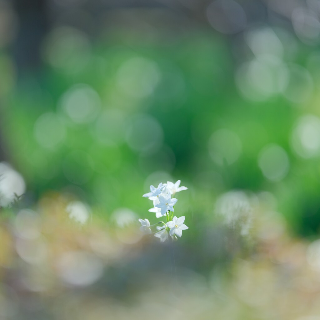 水仙(ペーパーホワイト)～新宿御苑