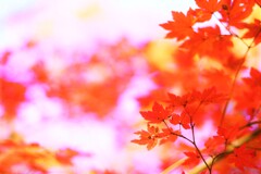 momiji