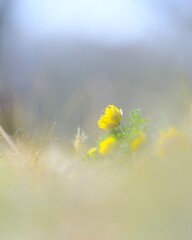 福寿草～森林公園