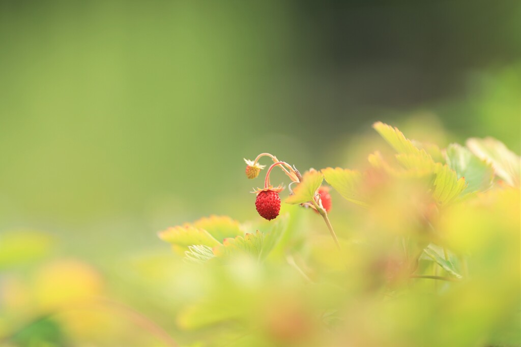ワイルドベリー～森林公園