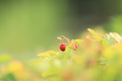 ワイルドベリー~森林公園 ワイルドベリー~森林公園