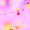 red nut