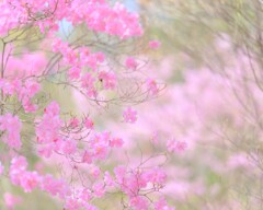 ヤシオツツジ(アカヤシオ)～赤城自然園