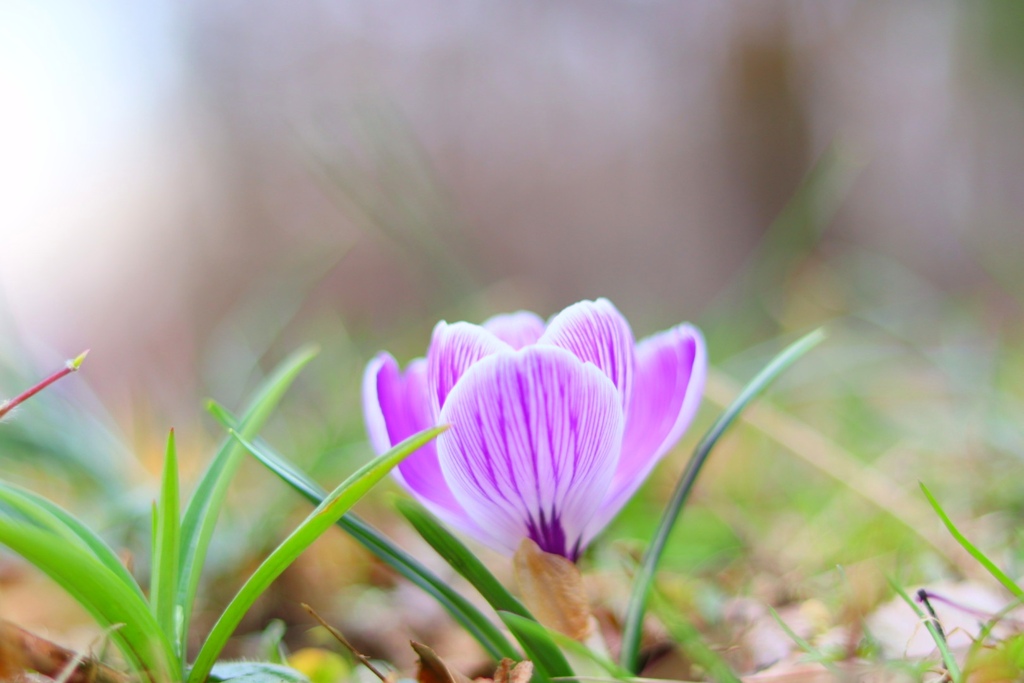 Crocus