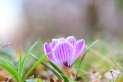 Crocus
