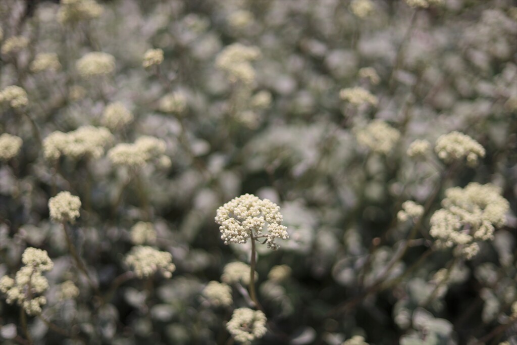 monochro flower