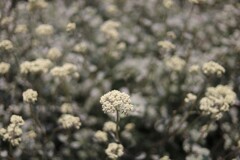monochro flower