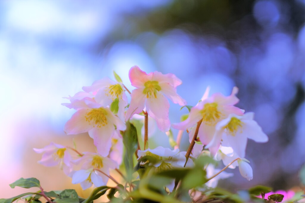 christmasrose