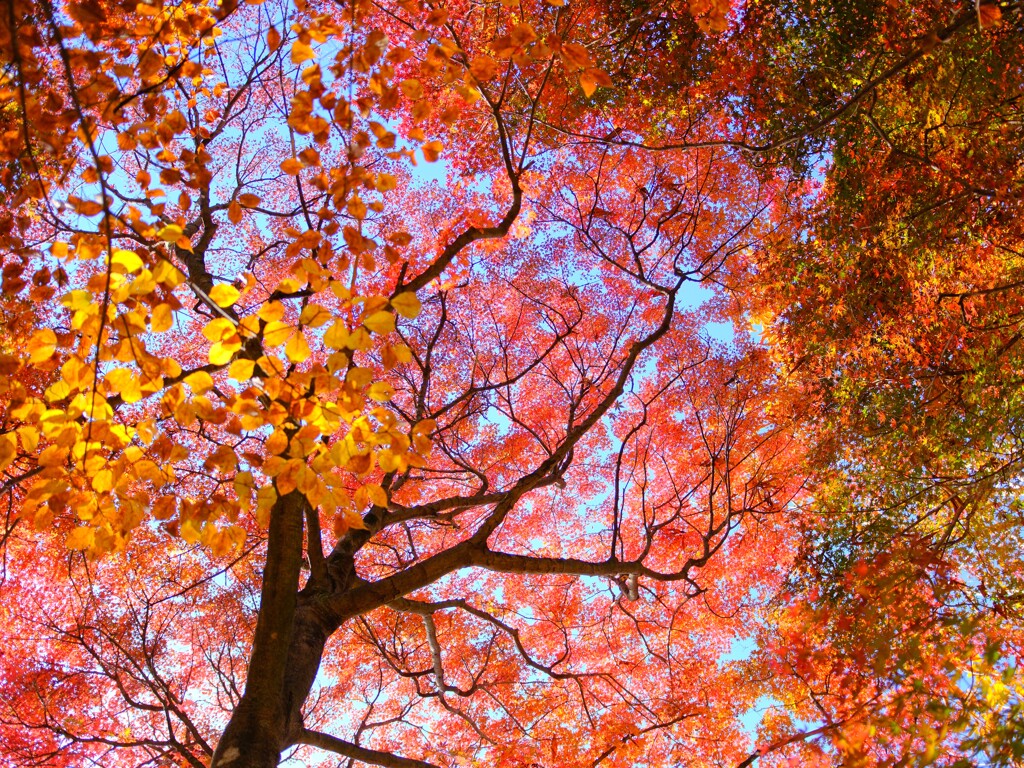 赤城自然園～紅葉７