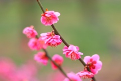 ume
