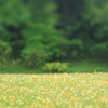 ポピー～森林公園