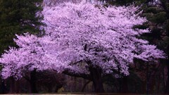 sakura tree