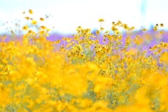 ヤナギバヒマワリ～鼻高展望花の丘