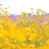 ヤナギバヒマワリ～鼻高展望花の丘