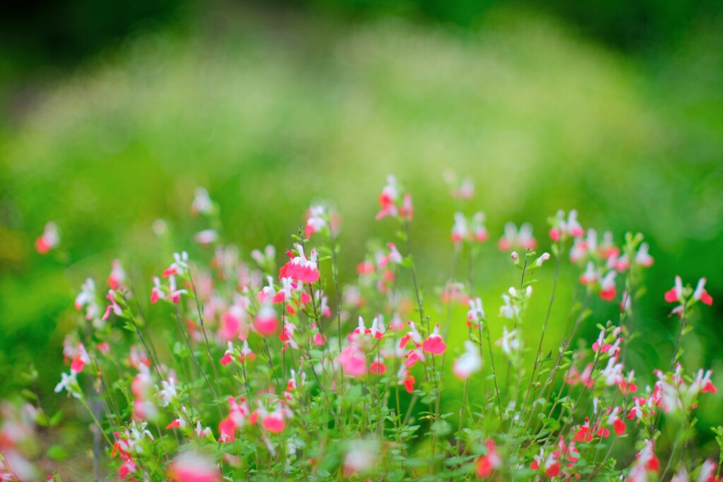 ホット・リップス