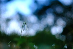 昭和記念公園の冬～スノードロップ