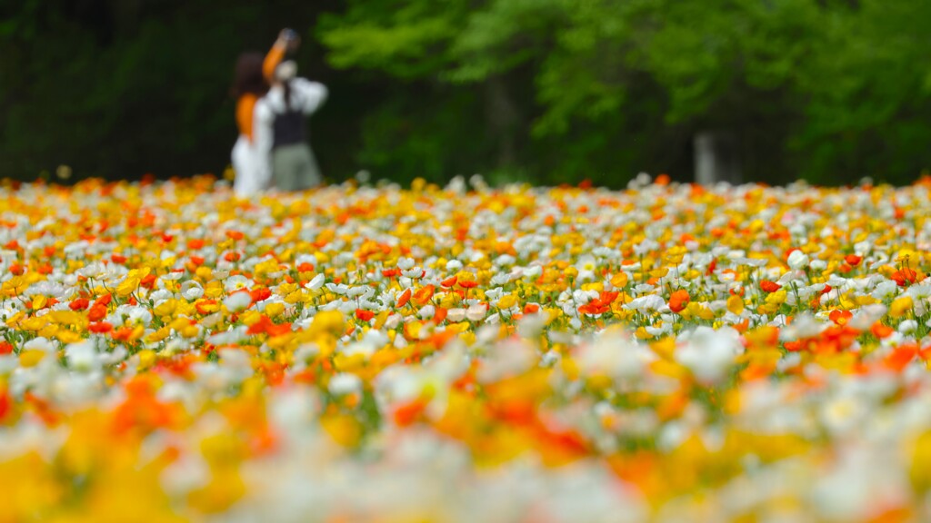 ポピー～森林公園2