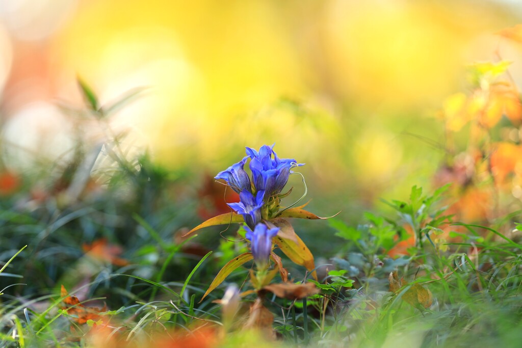 森林公園の秋～リンドウ
