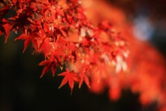 小金井公園の秋1～紅葉