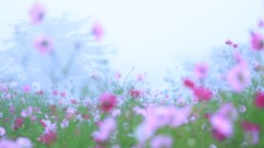 花鳥霧～内山牧場大コスモス園