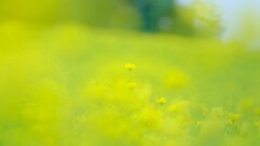 レモンブライト～昭和記念公園3-2