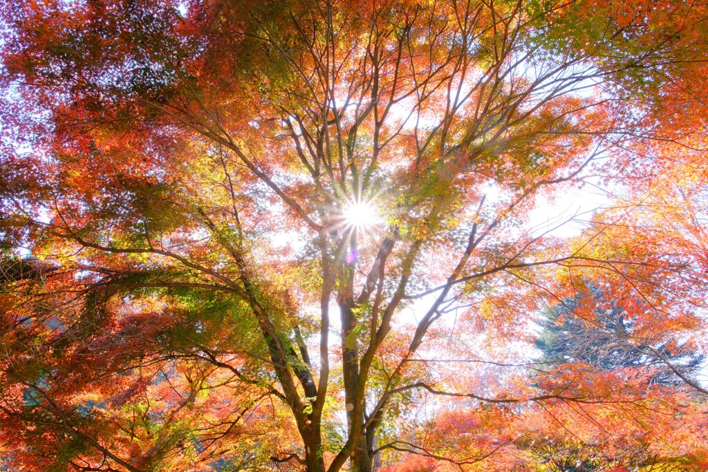 赤城自然園～紅葉６