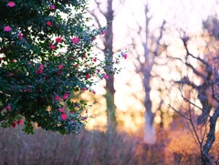 山茶花～府中市郷土の森博物館
