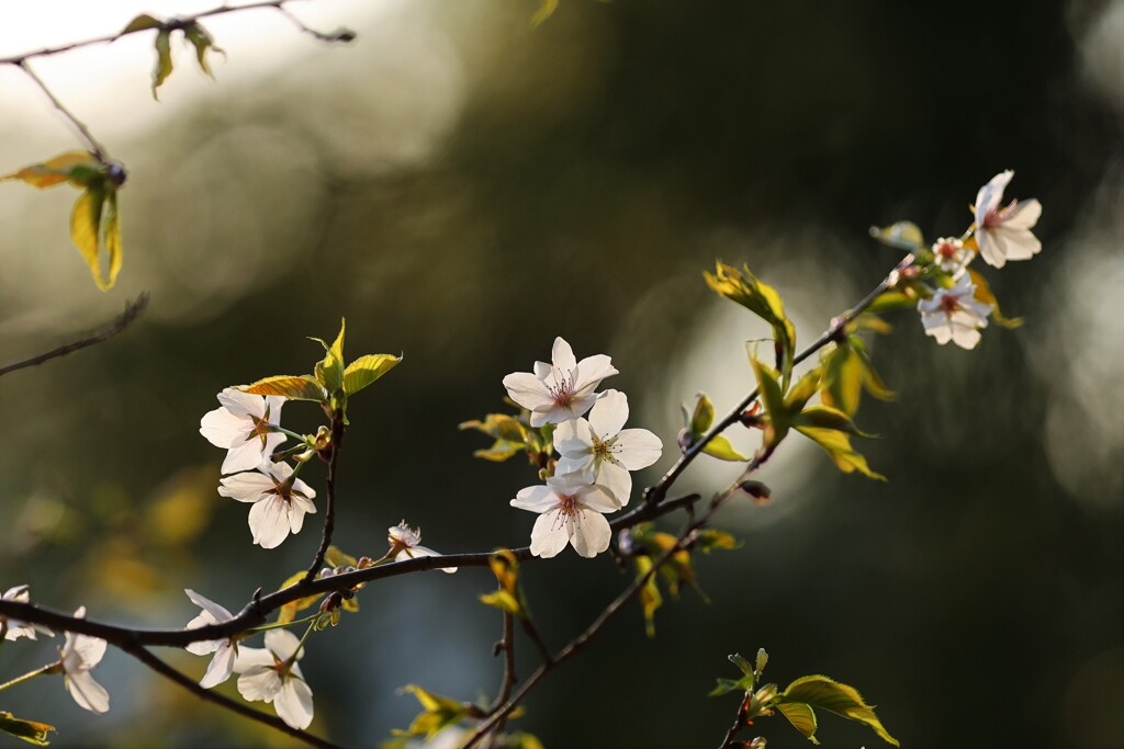 yama sakura