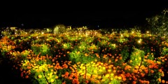 Moonlight Rose Garden～茨木フラワーパーク3