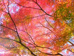 赤城自然園～紅葉３