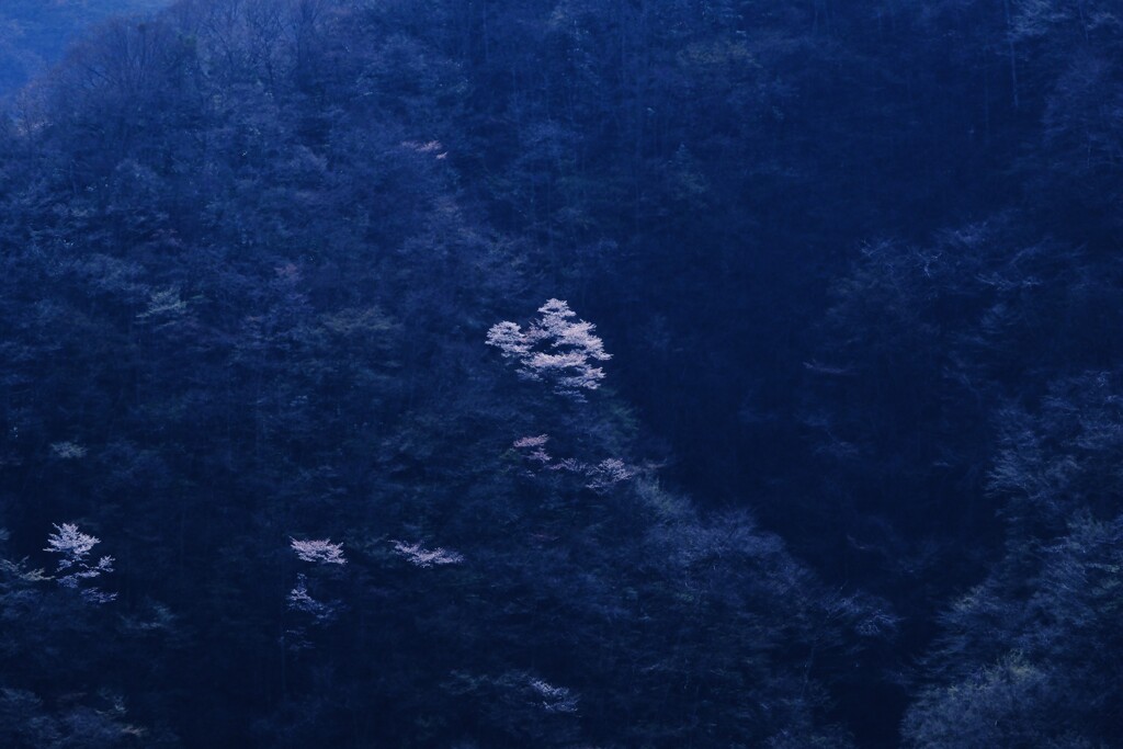 奥多摩湖～山の桜3